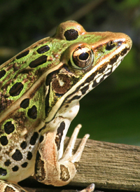 Southern Leopard Frog